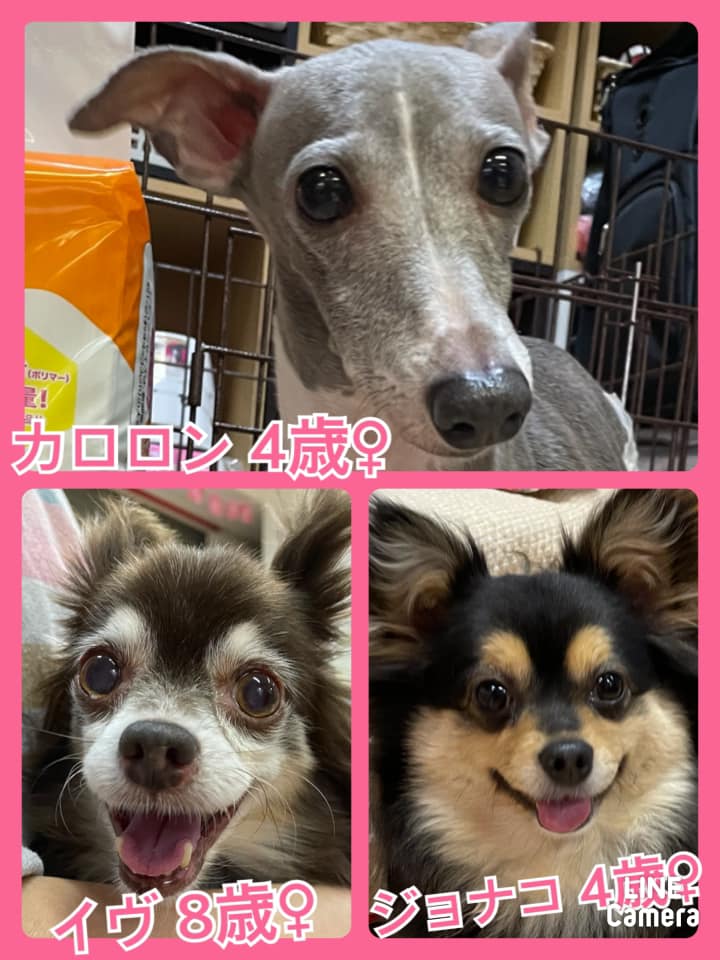 🐾今日の里親様募集中ワンコ🐶メンバーです🐾2021,5,2